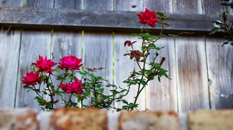 education, photography